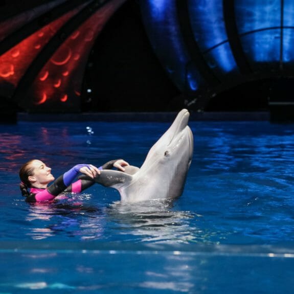 dolphin-presentation-georgia-aquarium