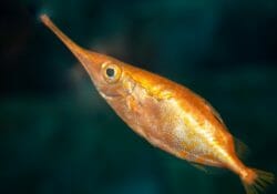 longspine-snipefish