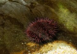 purple-sea-urchin