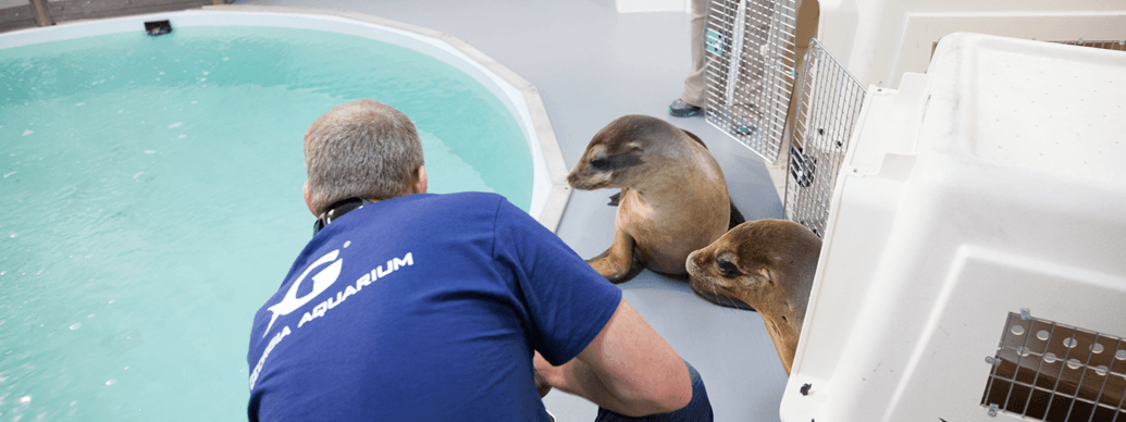 Marine Life Rescue & Rehabilitation | Georgia Aquarium