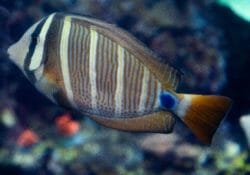 Sailfin Tang 1