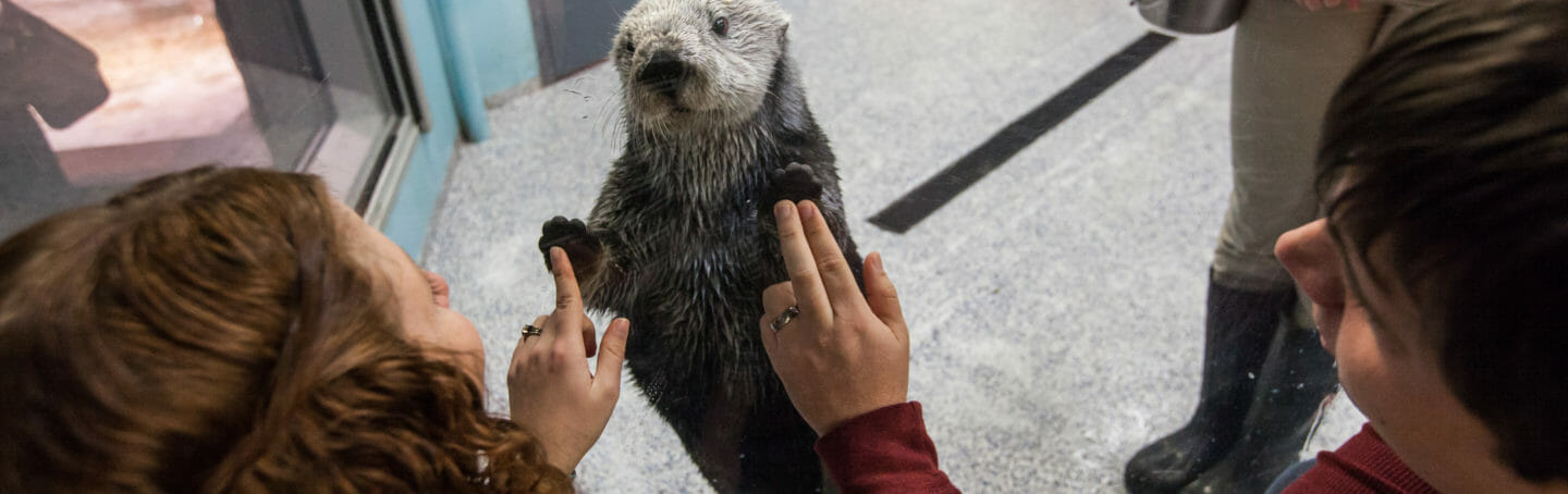 Sea Otter Animal Encounter & Experience | Georgia Aquarium