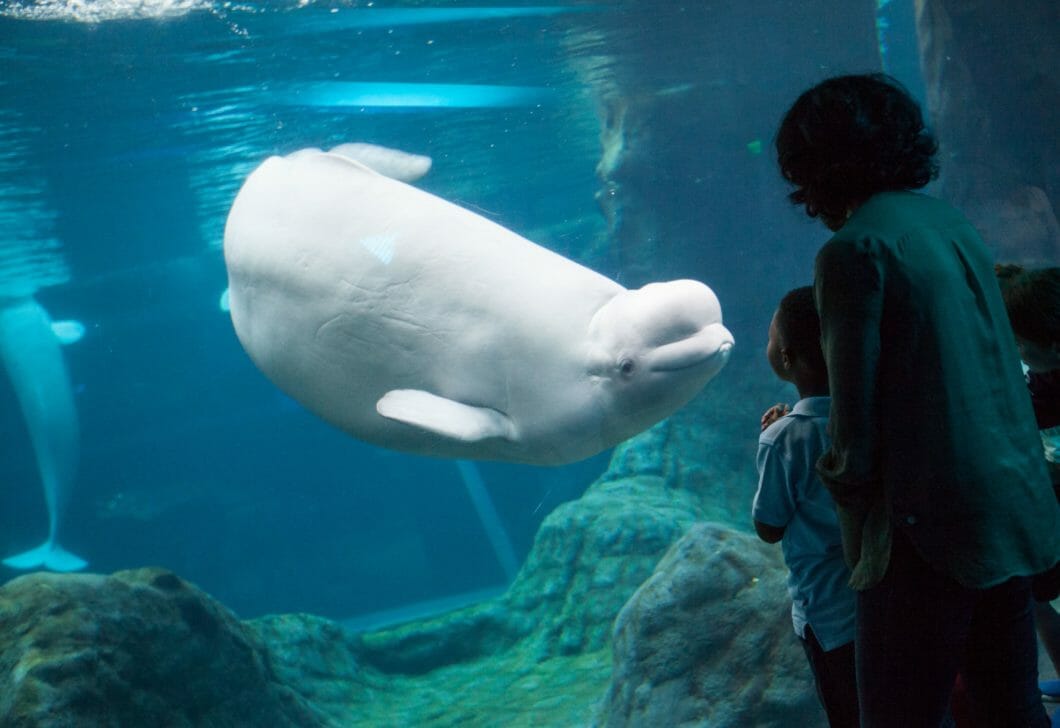 Georgia Aquarium Sleep Under The Sea | Georgia Aquarium