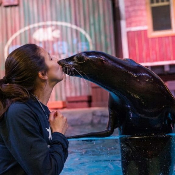 California Sea Lion - Georgia Aquarium