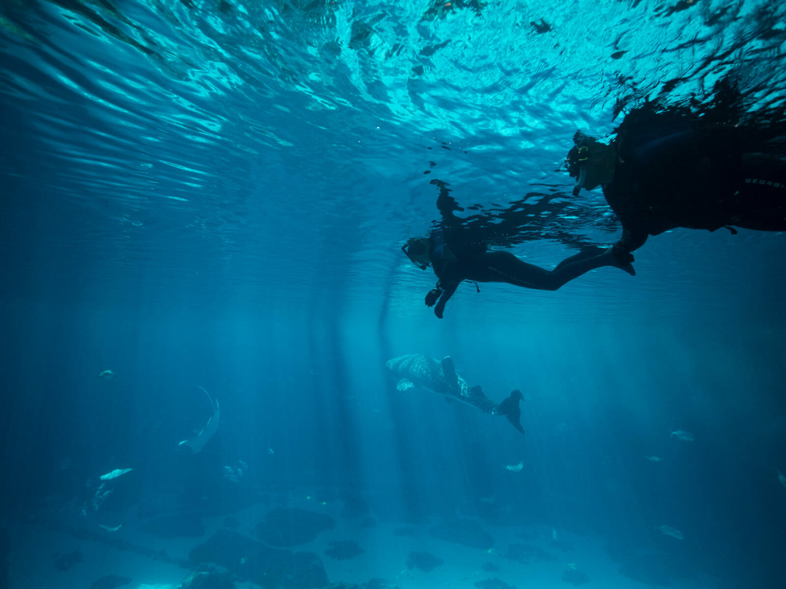 Journey With Gentle Giants — Swim - Georgia Aquarium