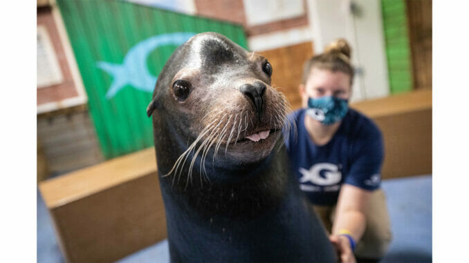 Sea Lion Encounter - Georgia Aquarium Sea Lion Encounter - Buy Today