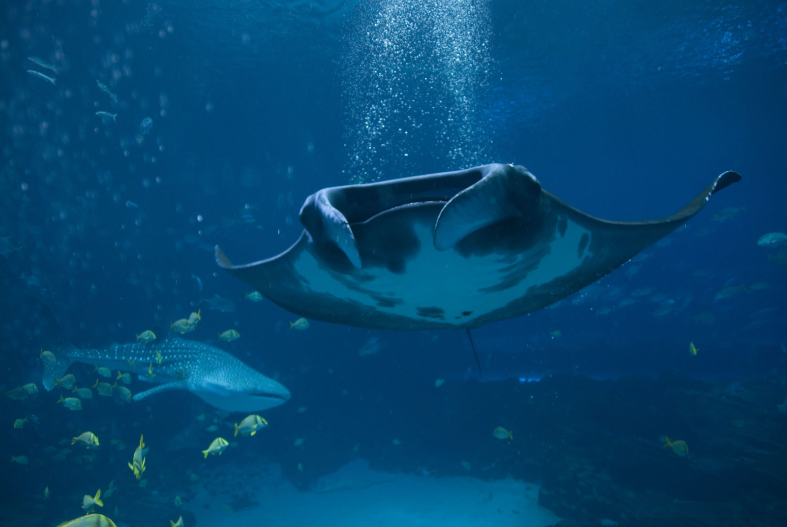 Manta Ray - Georgia Aquarium