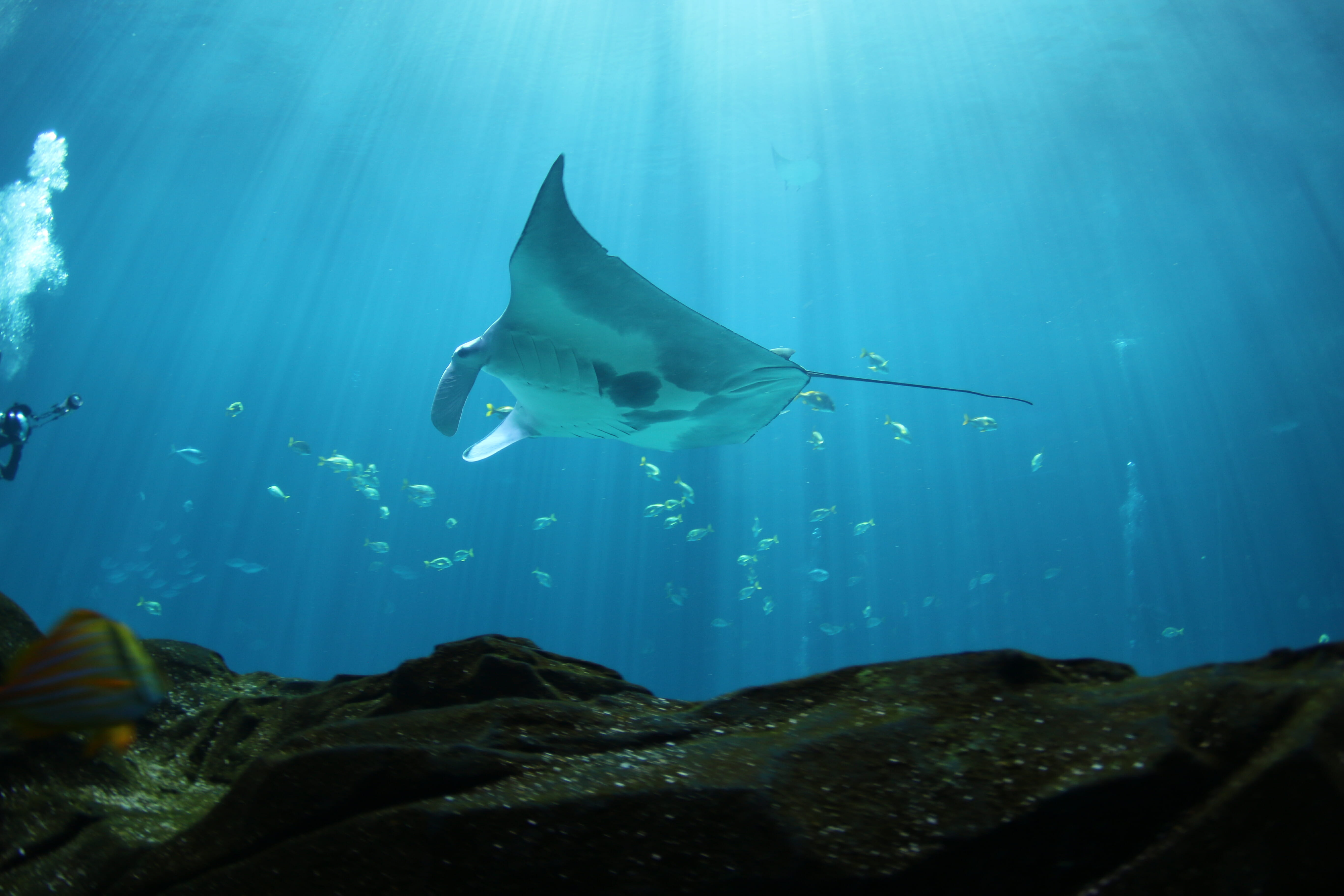 manta ray aquarium