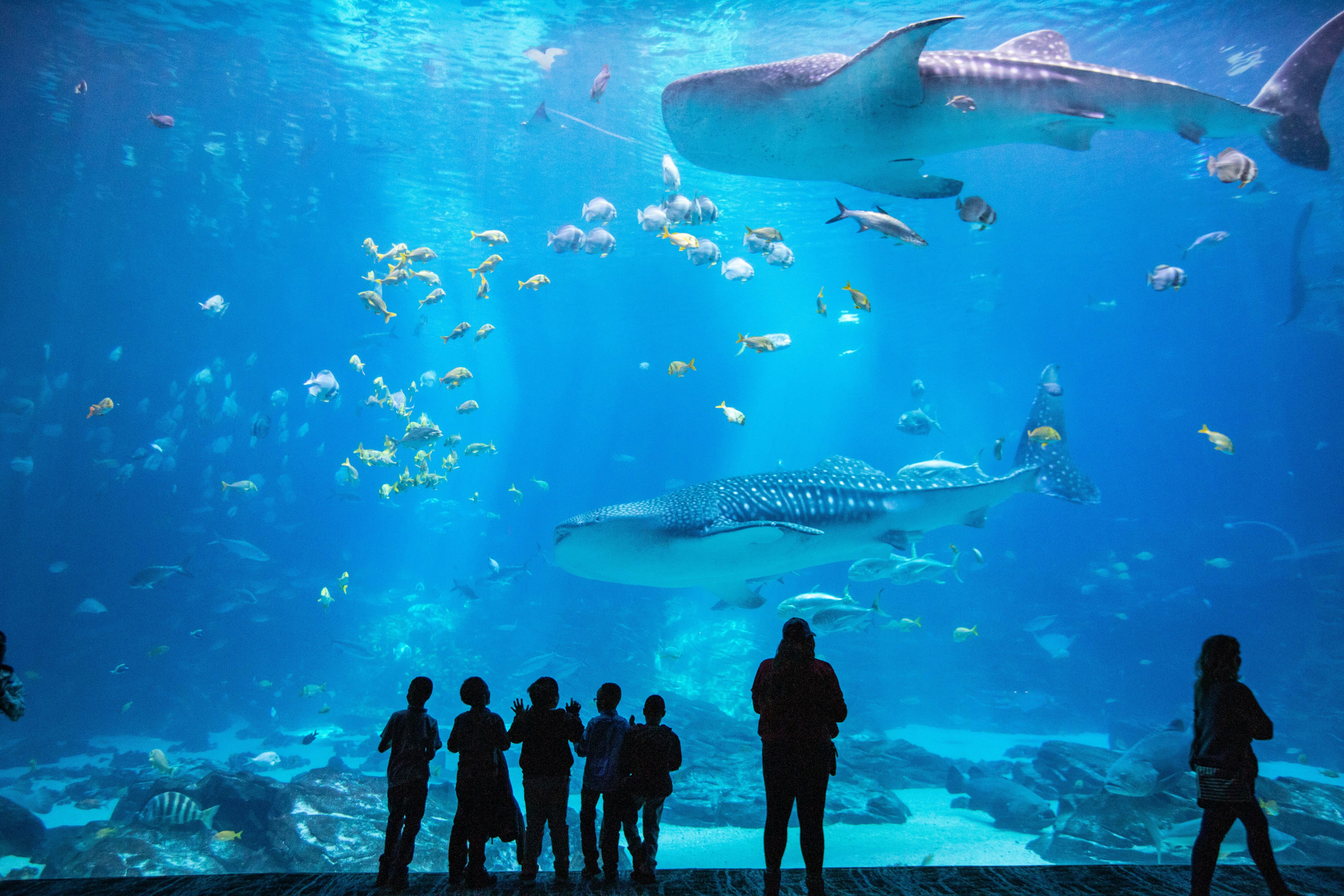 Sandbar Shark - Georgia Aquarium