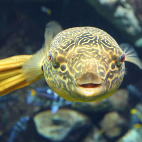 Giant Puffer - Georgia Aquarium