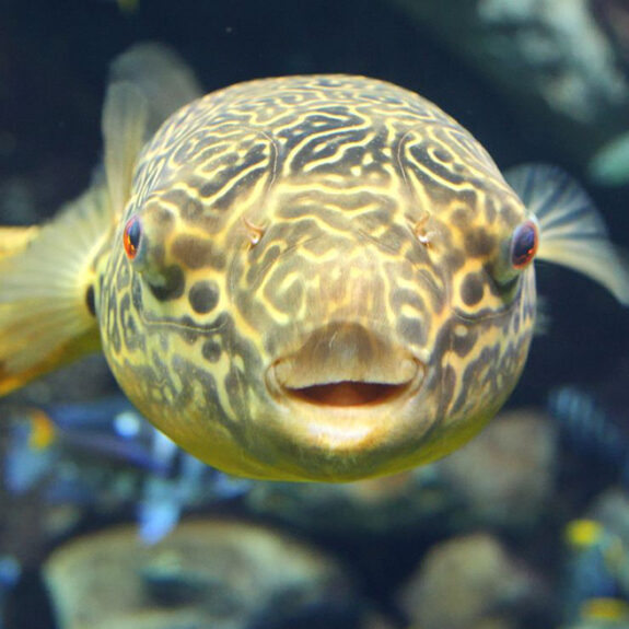 Giant Puffer - Georgia Aquarium