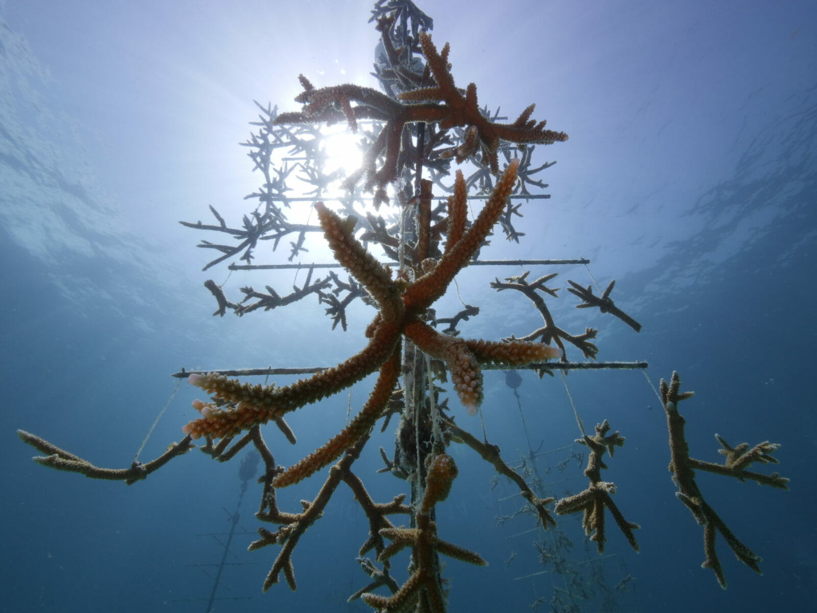 Coral Reef Awareness Week Aquarium