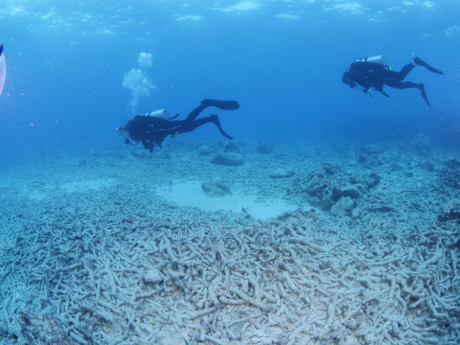 Coral Reef Awareness Week Aquarium