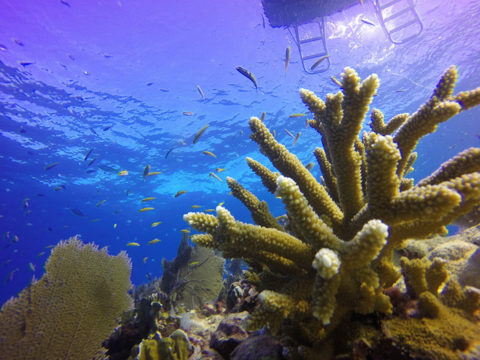 Coral Reef Awareness Week Aquarium