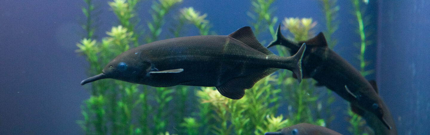 oviparous fish