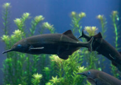 Elephantnose Fish 1