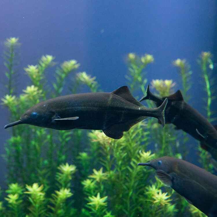 Peters's elephantnose fish - Wikipedia
