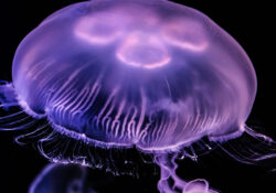 Moon Jelly 1