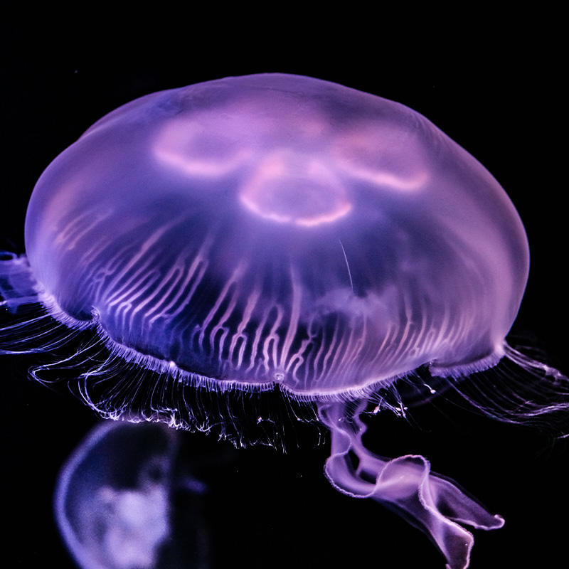 50 Unbelievable Discoveries About Jellyfish in 2024!