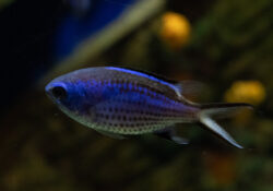 Blue Chromis