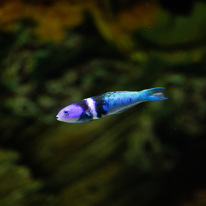 Bluehead Wrasse - Georgia Aquarium