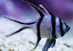 Banggai Cardinalfish 2