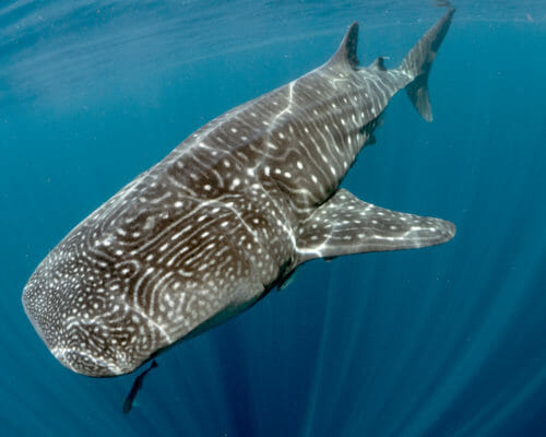 Whale Shark Research & Conservation | Georgia Aquarium