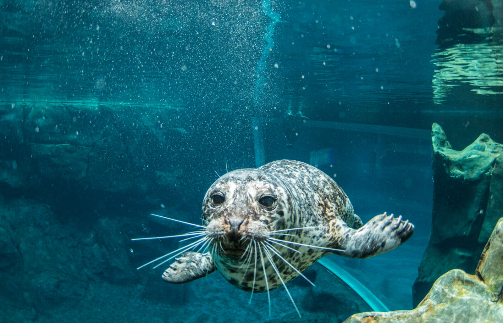 zoo tours georgia aquarium