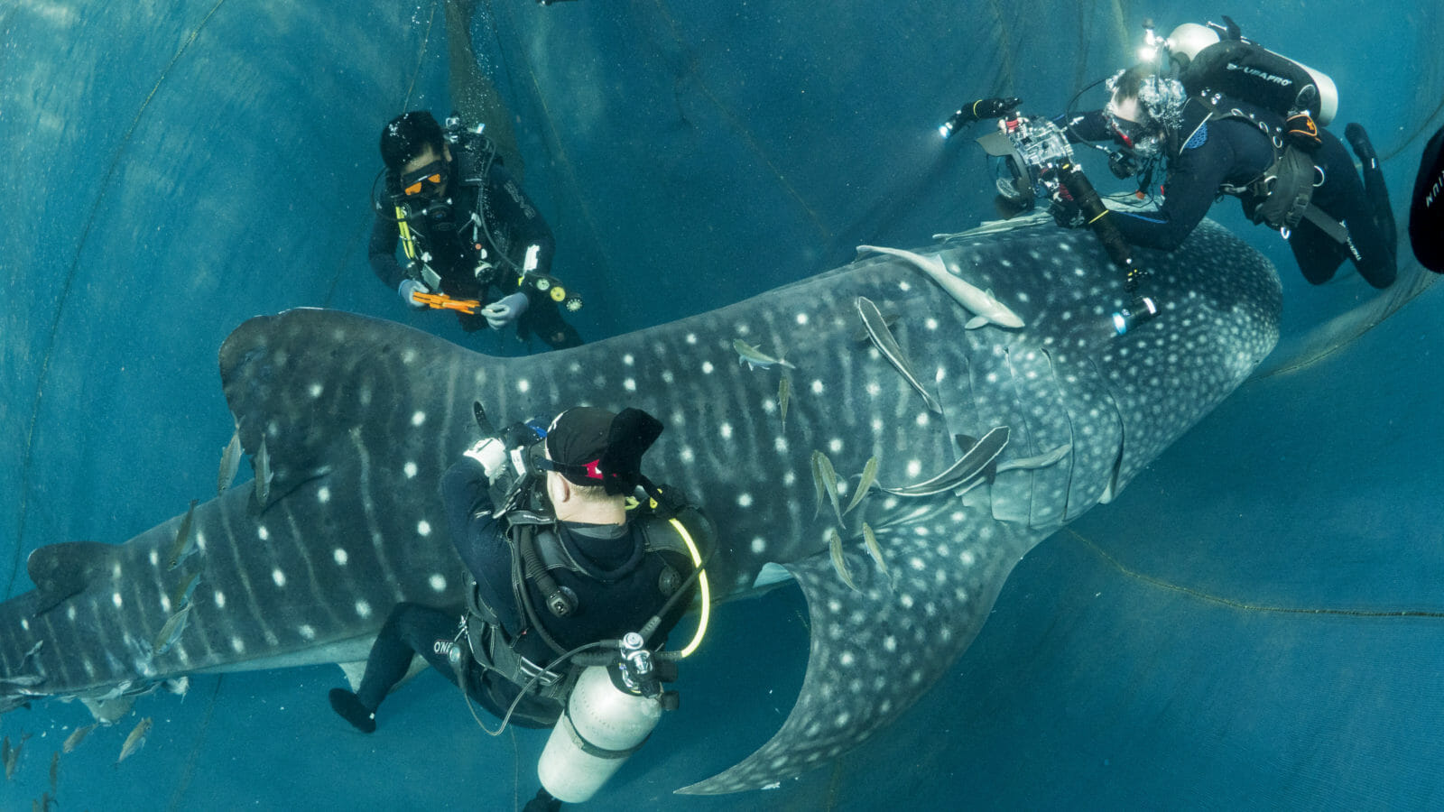 Research and Conservation Overview - Georgia Aquarium