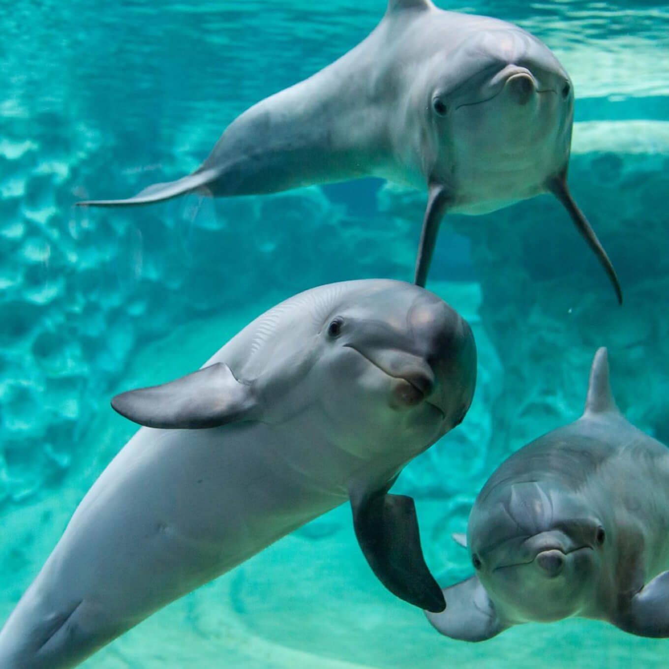 Dolphin Presentation Aquarium