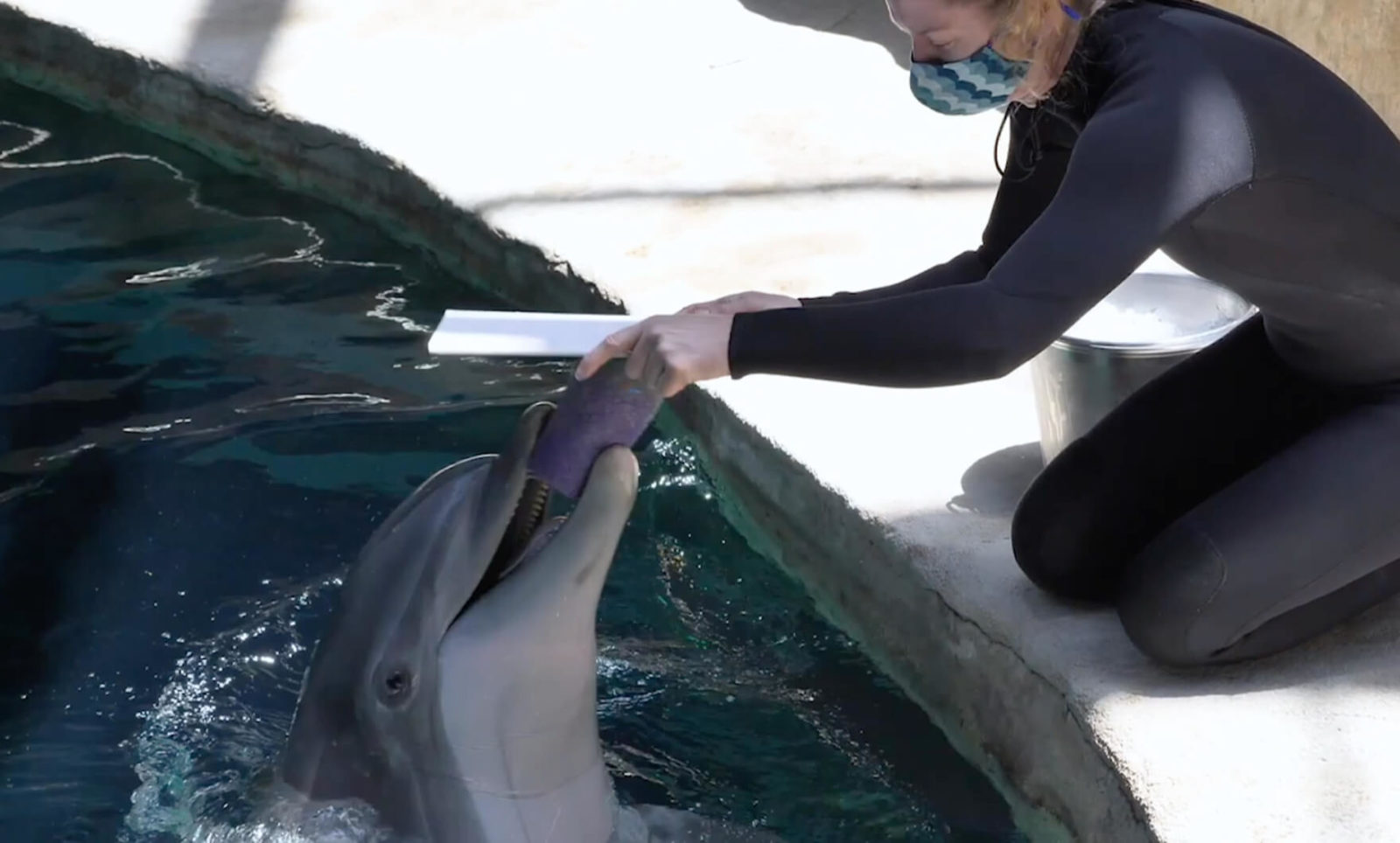 Dolphin Paintings - Georgia Aquarium