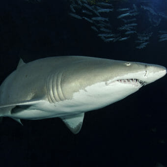 SHARKS! Predators of the Deep | Georgia Aquarium | Fear to Fascination