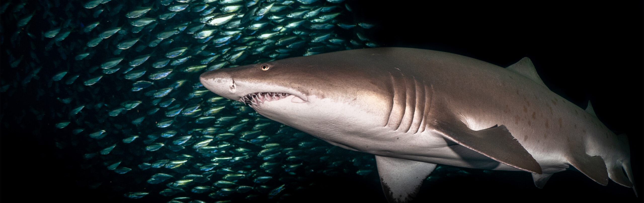 Sand tiger shark, Descriptions, Types, Diet, & Facts
