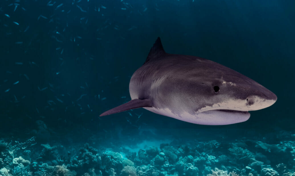 Tiger Shark - Georgia Aquarium