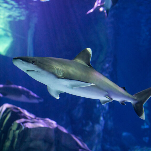 SHARKS! Predators of the Deep | Georgia Aquarium | Fear to Fascination