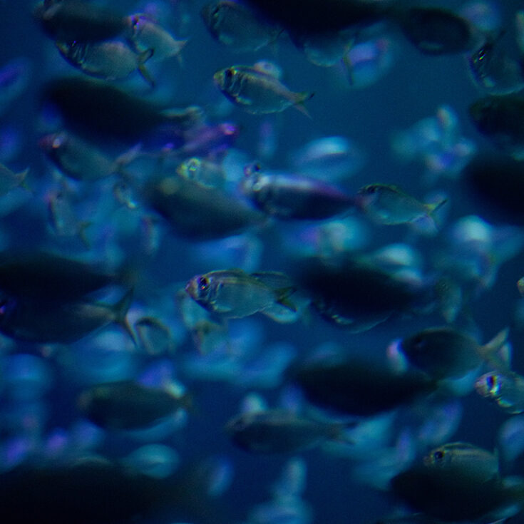 SHARKS! Predators of the Deep | Georgia Aquarium | Fear to Fascination