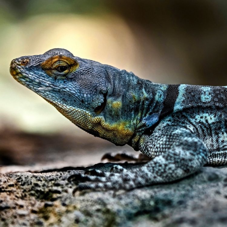 Baja Blue Rock Lizard - Georgia Aquarium