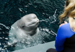 All New Beluga Encounter 7