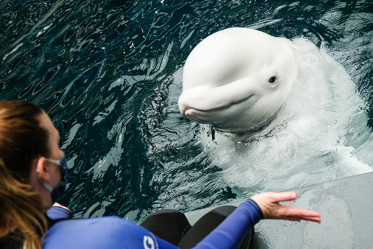 Beluga Whale | Animal Encounter & Experience | Georgia Aquarium