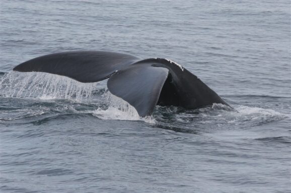 New Seafood Classifications Could Help Imperiled North Atlantic Right ...