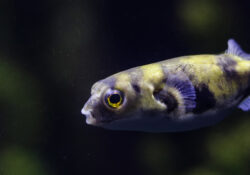 Amazon Puffer