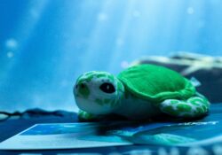 Adopt a Sea Turtle