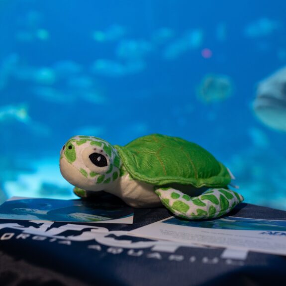 Adopt a Sea Turtle - Georgia Aquarium