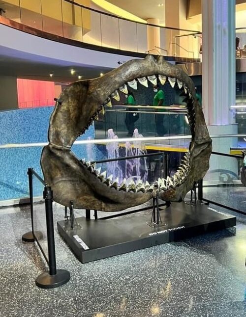 The Megalodon Shark