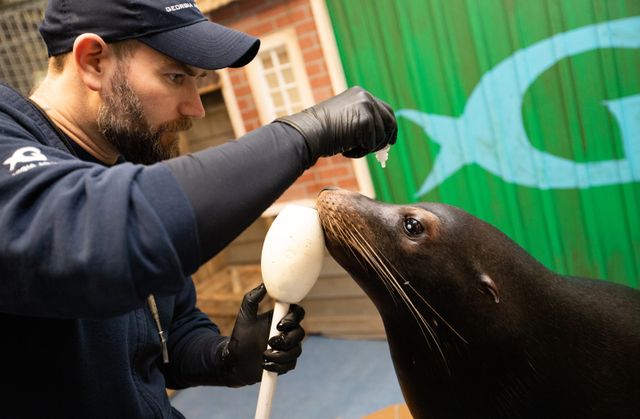 Sea Lions Alex & Josie Receive Surgery for Cataracts: PHOTOS - Georgia  Aquarium