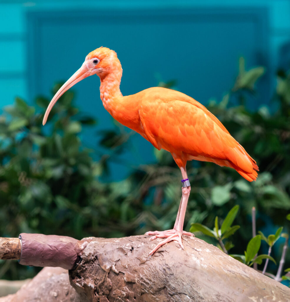 Georgia Aquarium Introduces New Coastal (and Colorful) Feathered ...