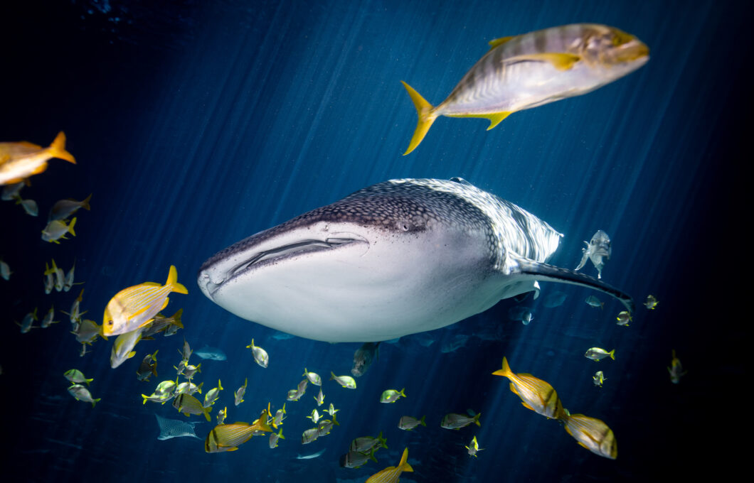 Georgia Aquarium’s Whale Sharks Are Great Teachers