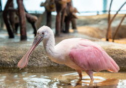 Roseate Spoonbill 2