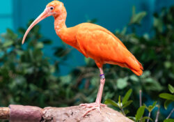 Scarlet Ibis 1