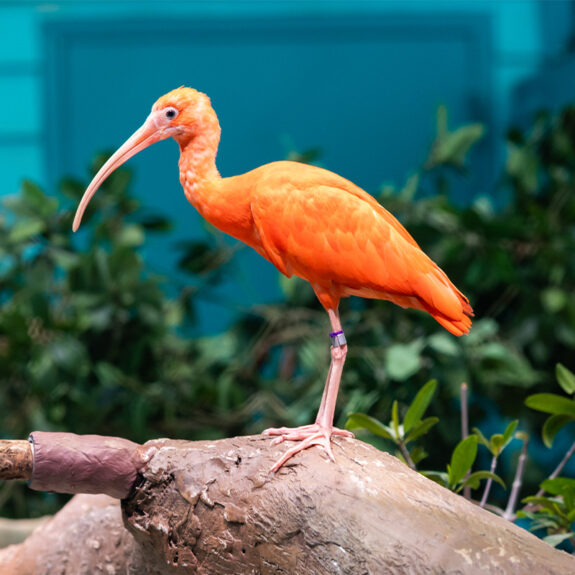 Scarlet Ibis - Georgia Aquarium